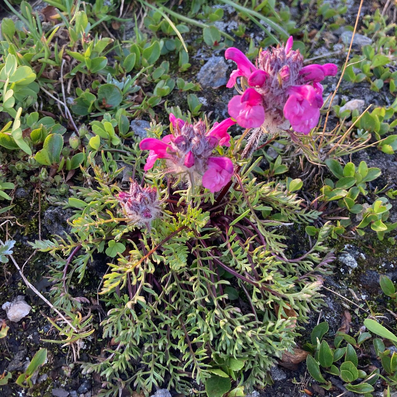 Pedicularis rosea habit