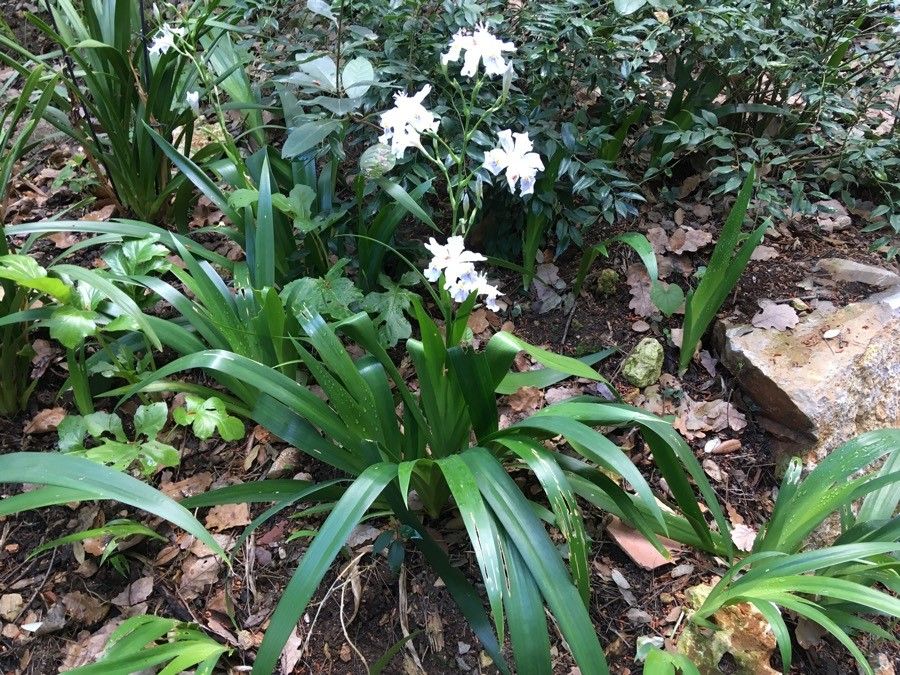Iris formosana habit