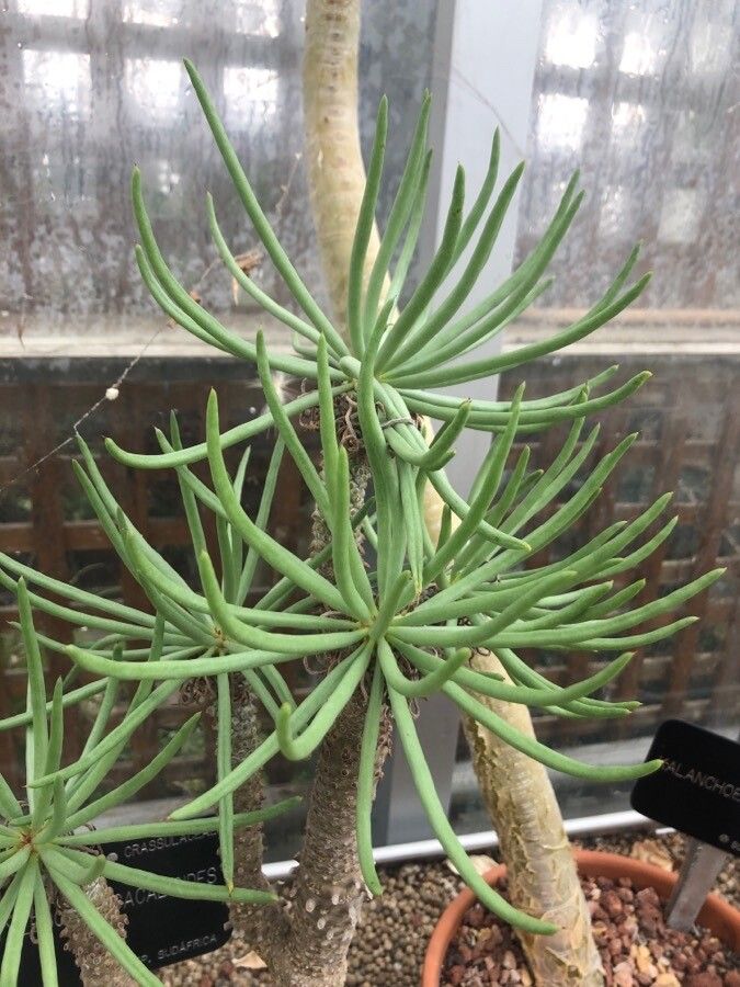 Tylecodon cacaloides — houseplant care guide