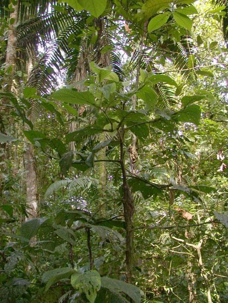 Piper silvicola habit