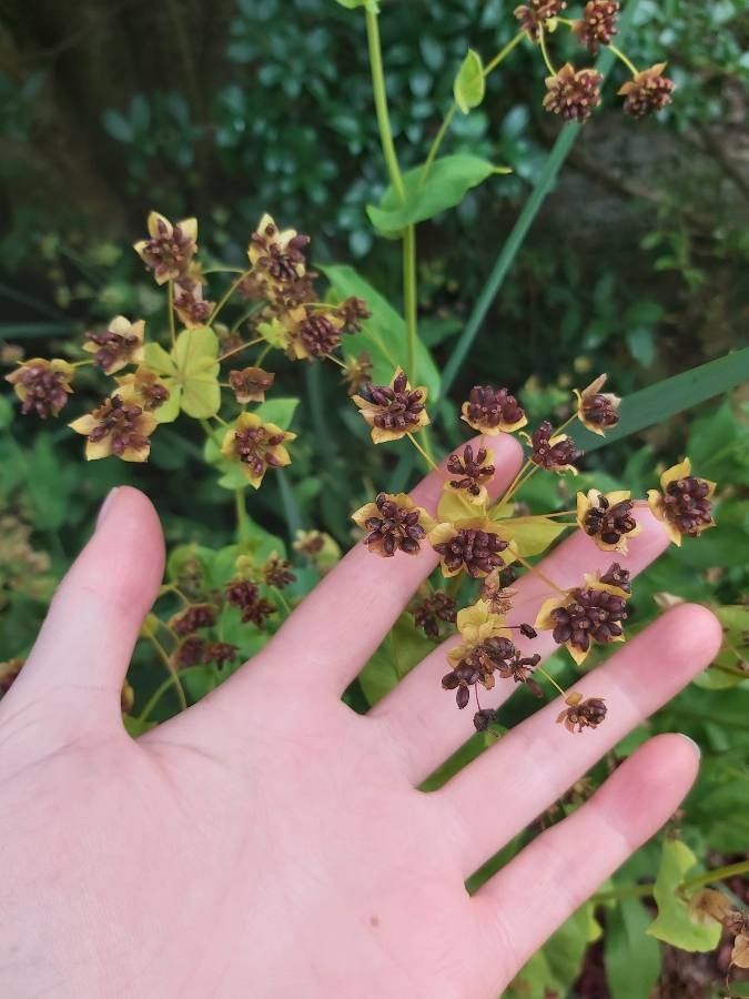 Bupleurum longifolium fruit