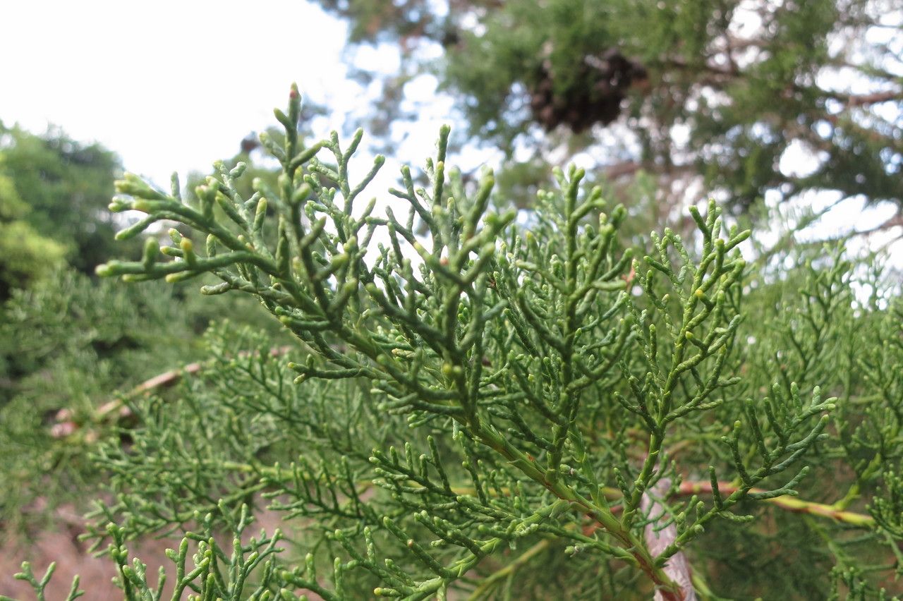 Widdringtonia nodiflora other