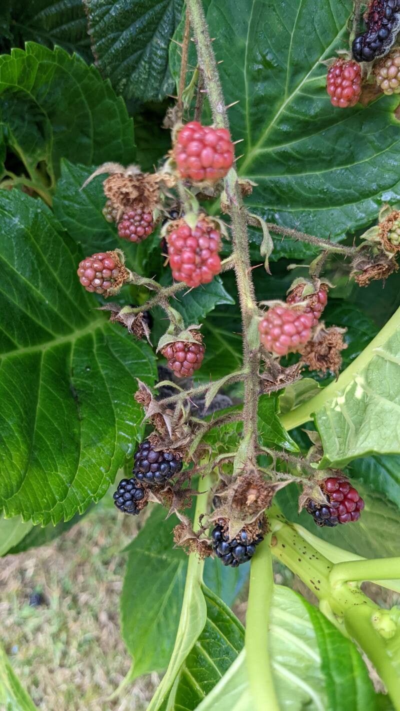 Rubus schleicheri fruit