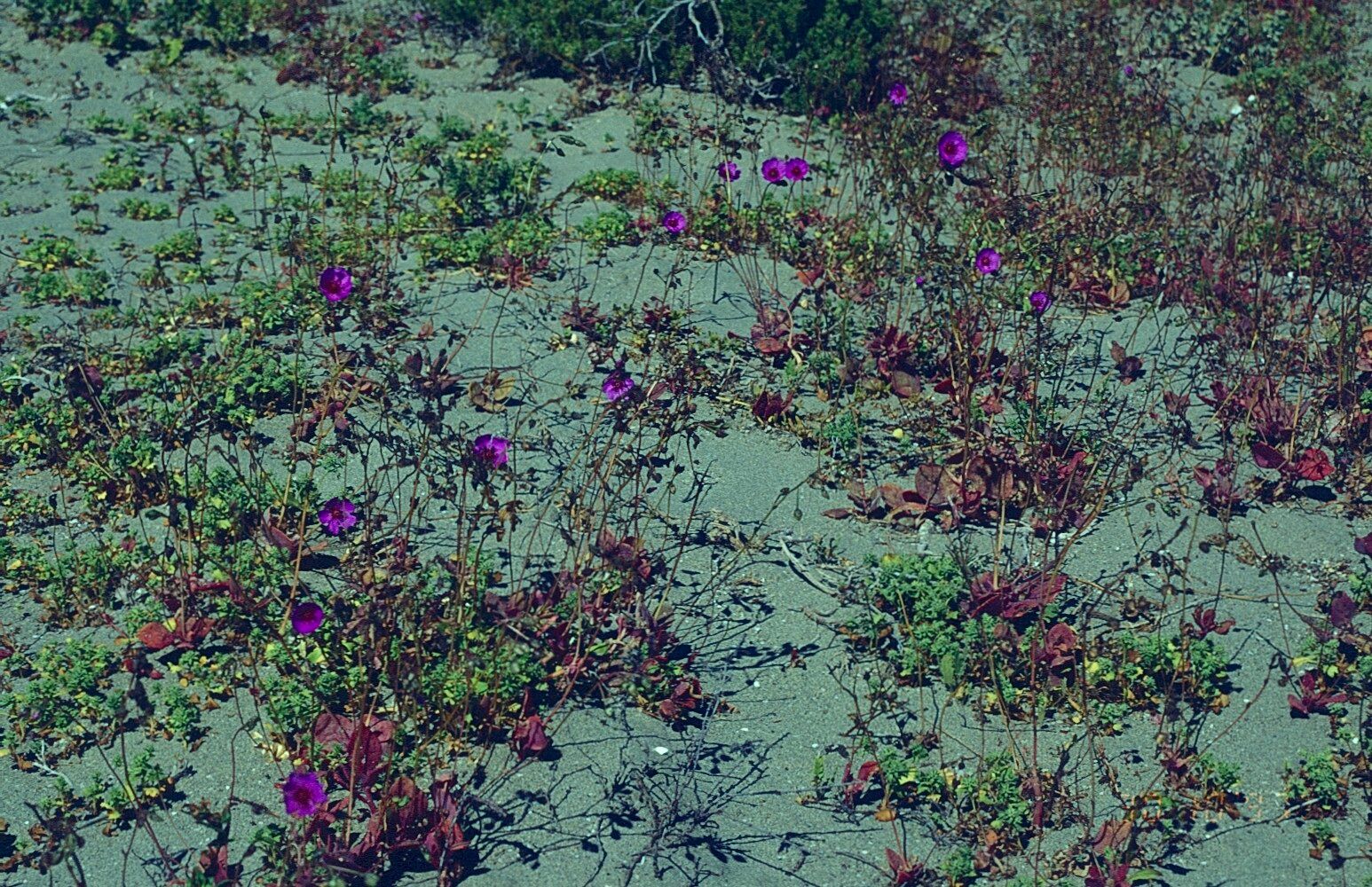 Cistanthe cachinalensis habit