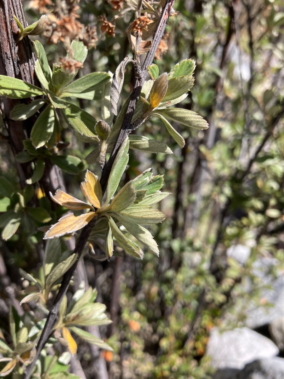 Alchemilla polylepis leaf