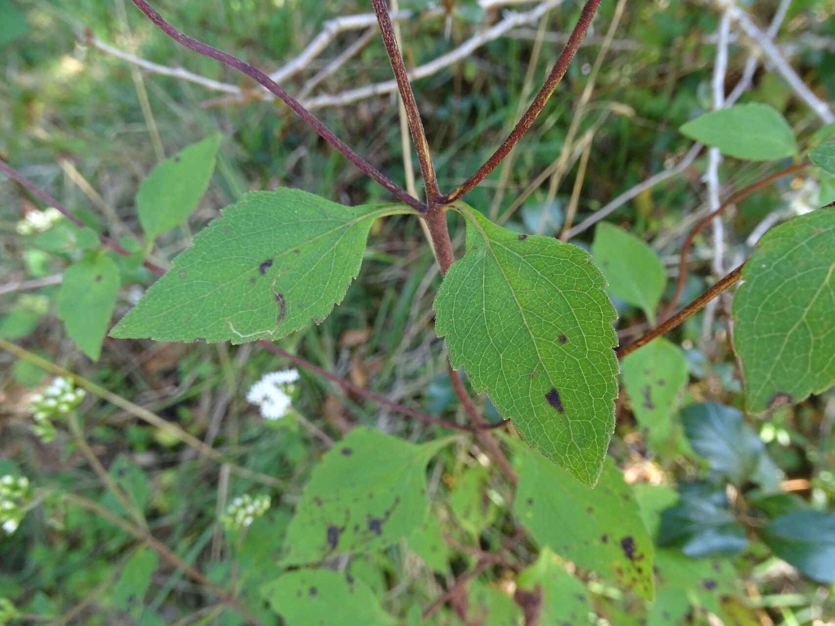 Stevia ovata leaf