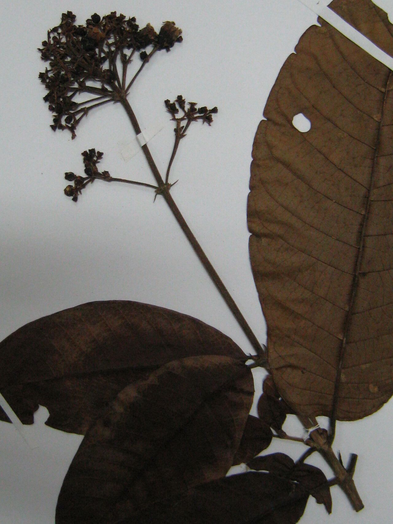 Isertia parviflora other