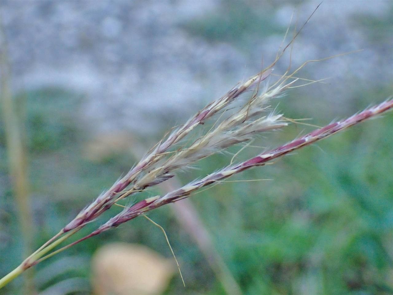 Bothriochloa ischaemum fruit