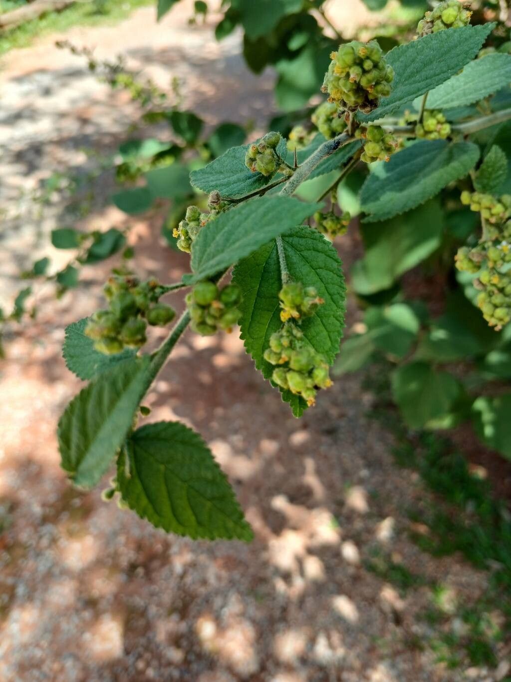 Sidastrum micranthum flower