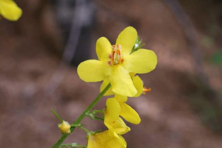 Verbascum humile flower