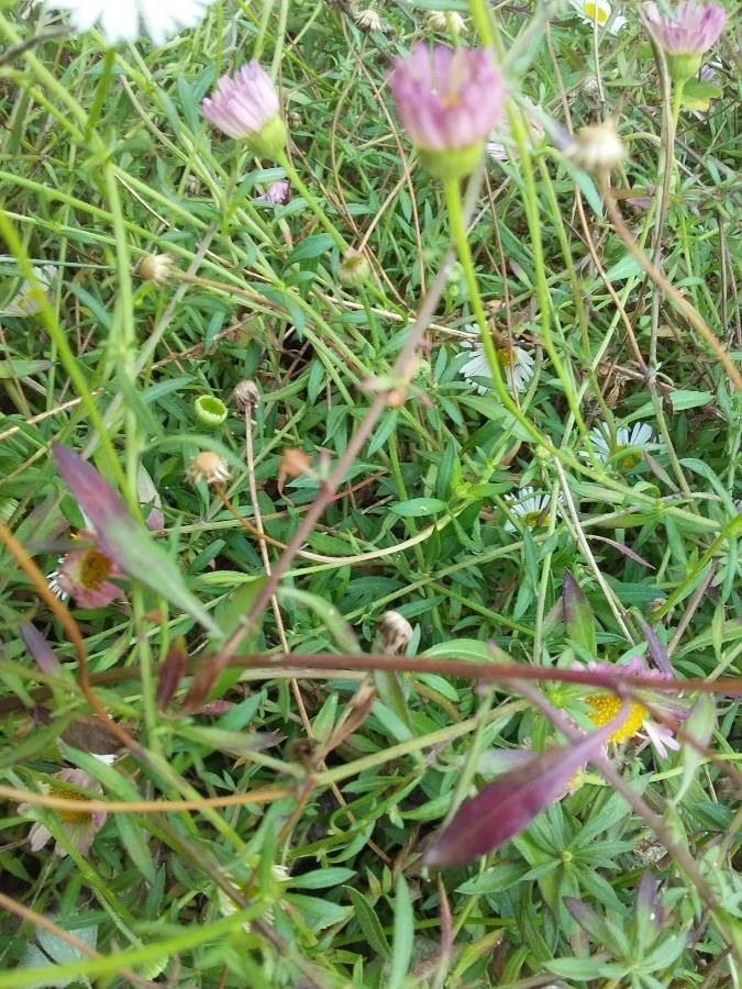 Erigeron karvinskianus leaf