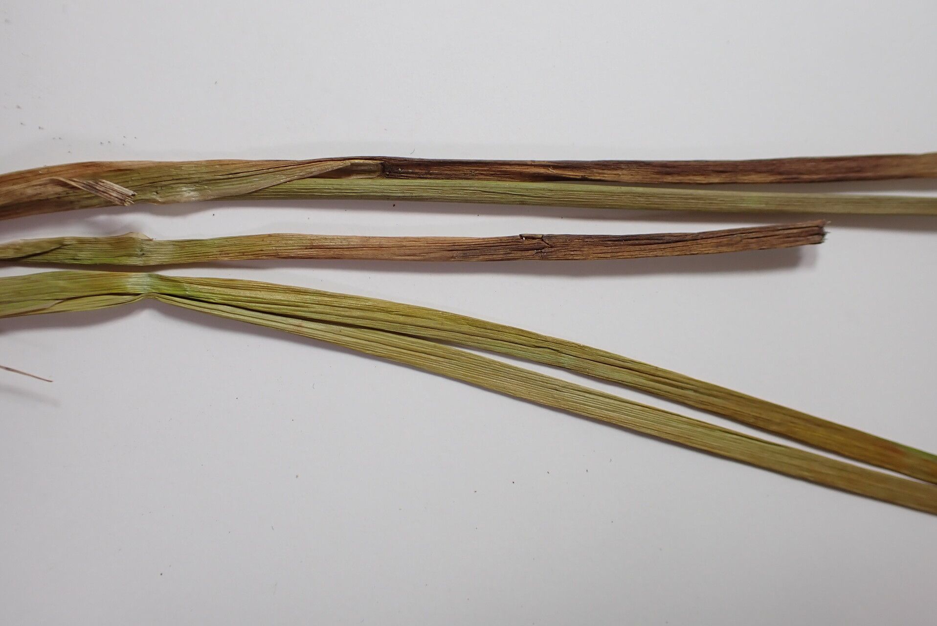 Juncus sikkimensis other