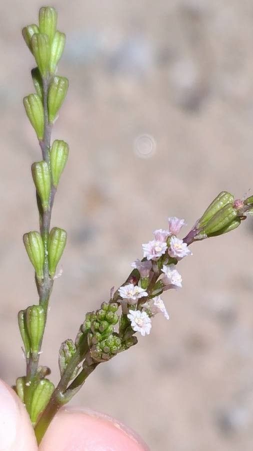 Boerhavia coulteri flower