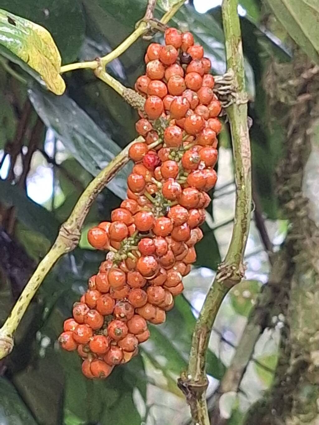 Piper guineense fruit