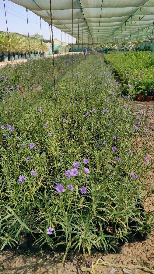 Ruellia ciliosa flower