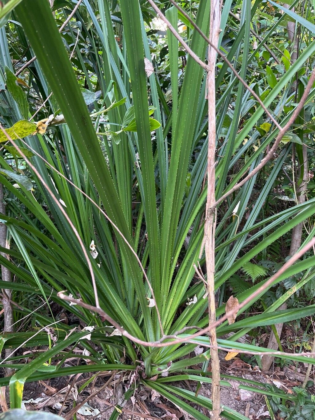 Pandanus pulcher — houseplant care guide