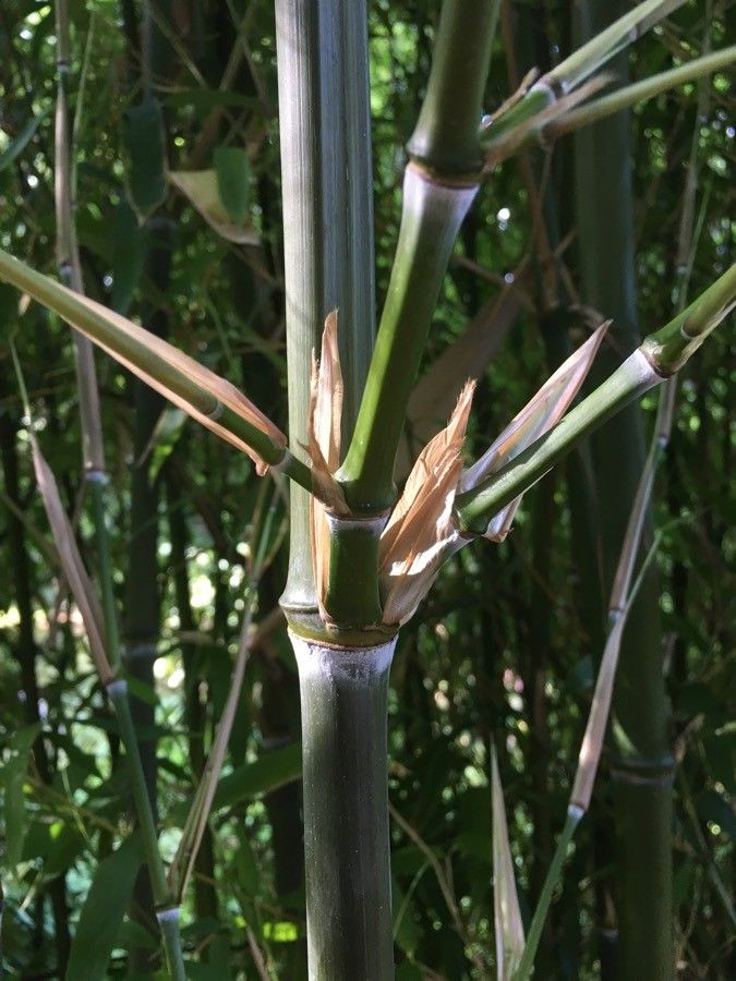 Phyllostachys atrovaginata bark