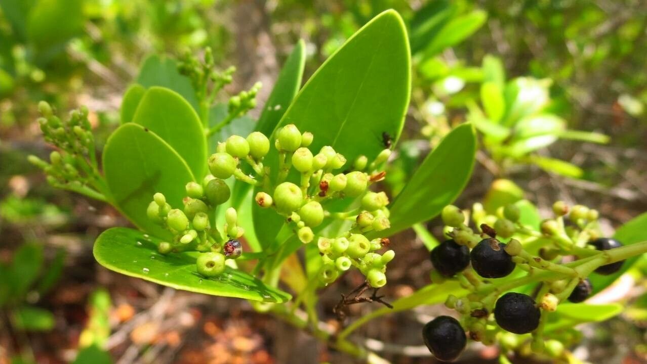 Erithalis fruticosa fruit