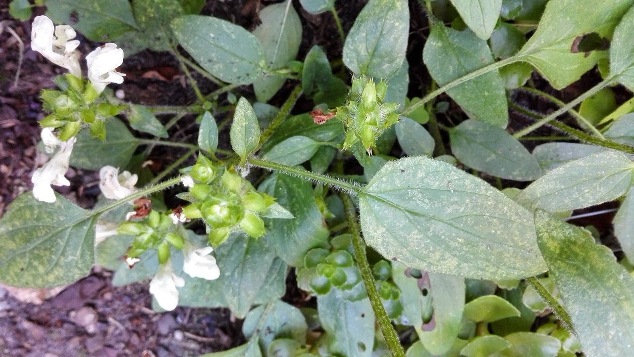 Prunella laciniata — related species from the same genus
