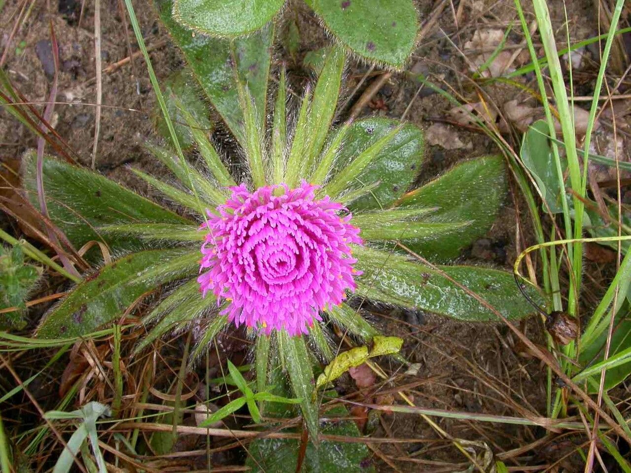 Gomphrena macrocephala habit