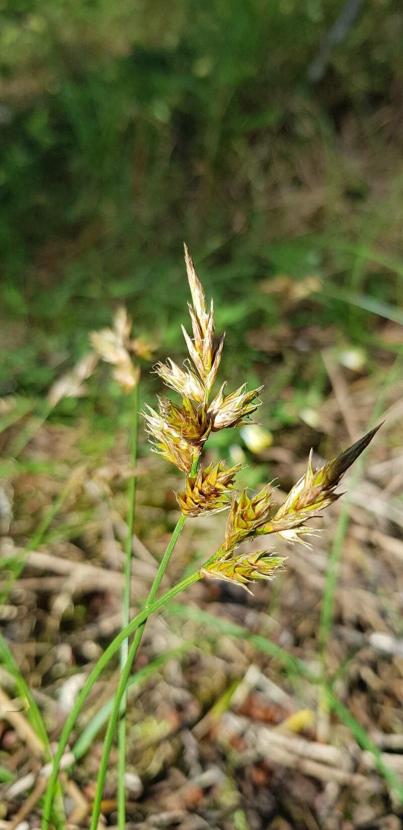 Carex arenaria fruit