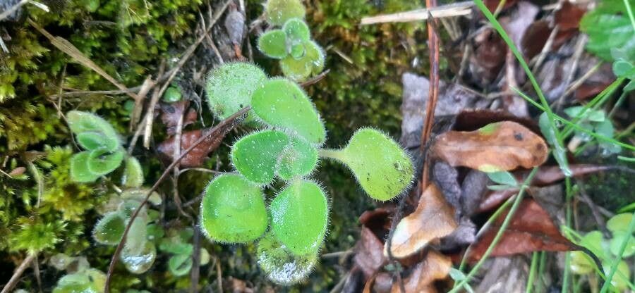 Aichryson bollei leaf