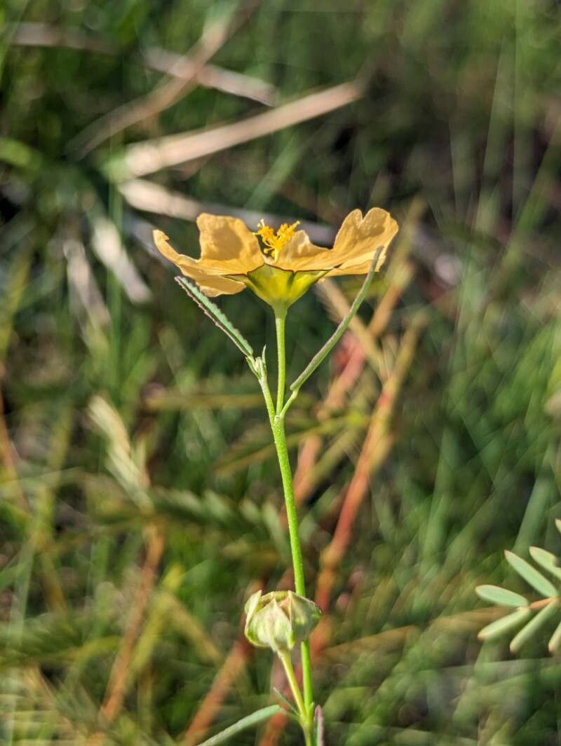 Sida elliottii flower