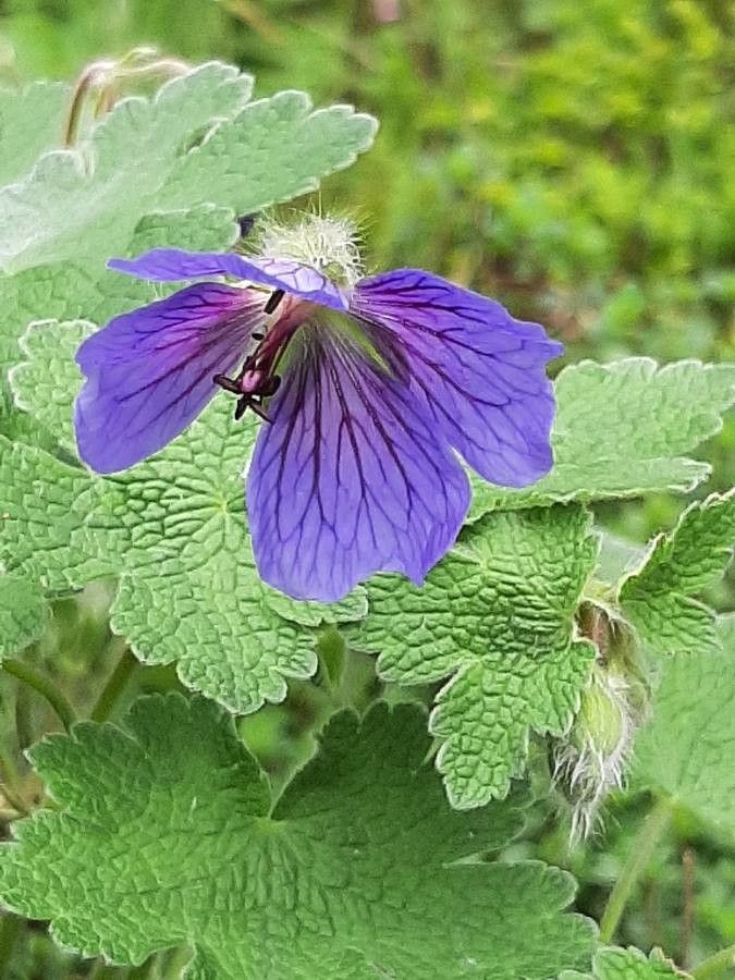 Geranium platypetalum flower