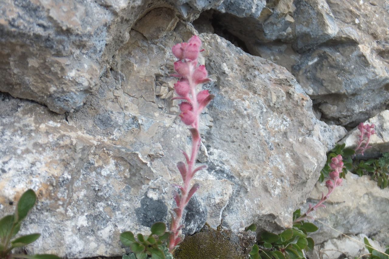 Saxifraga porophylla fruit