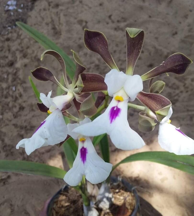 Encyclia randii flower