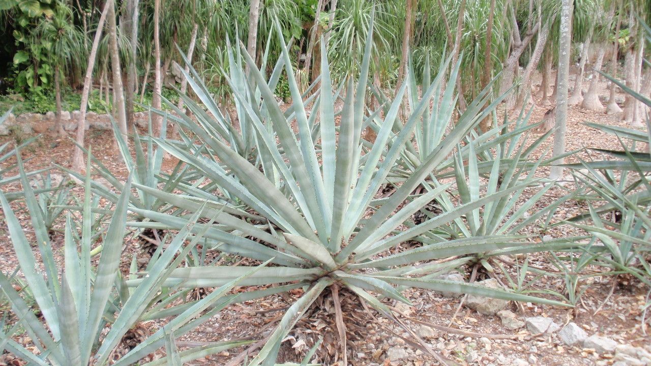 Agave fourcroydes habit
