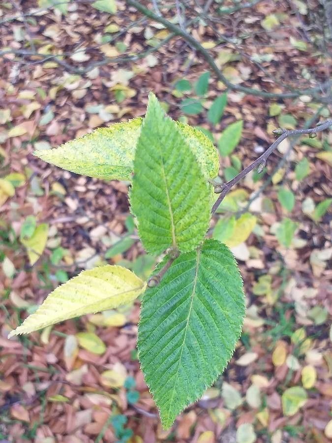 Ostrya japonica — related species from the same genus