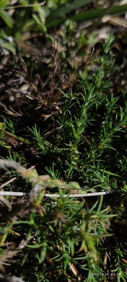 Polycnemum arvense flower