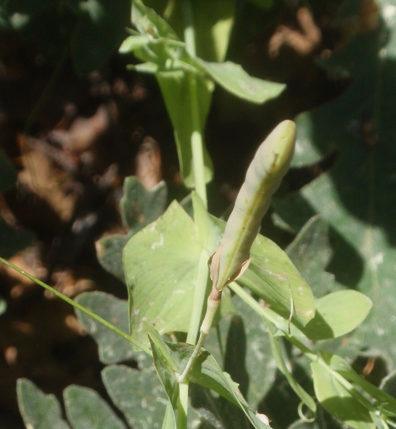 Lathyrus aphaca fruit