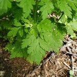 Tanacetum parthenium