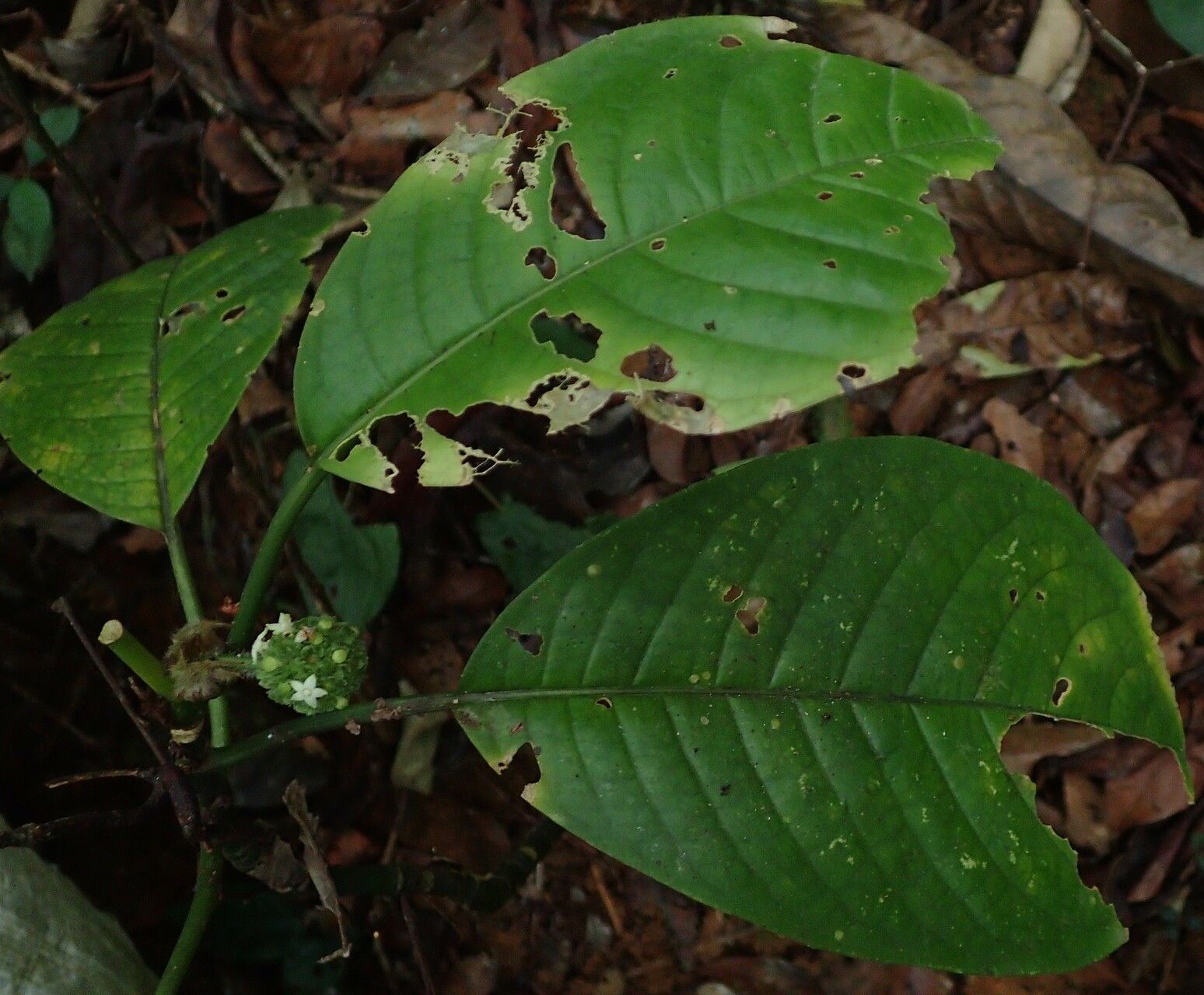 Psychotria tchoutoi — houseplant care guide