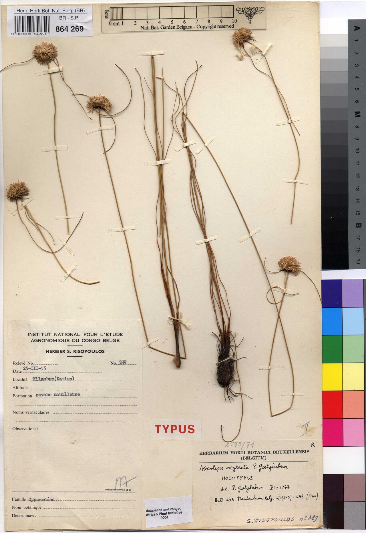 Cyperus asconeglectus — houseplant care guide