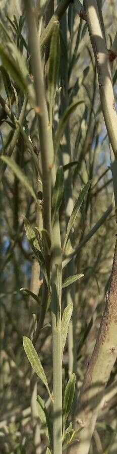 Prunus scoparia leaf