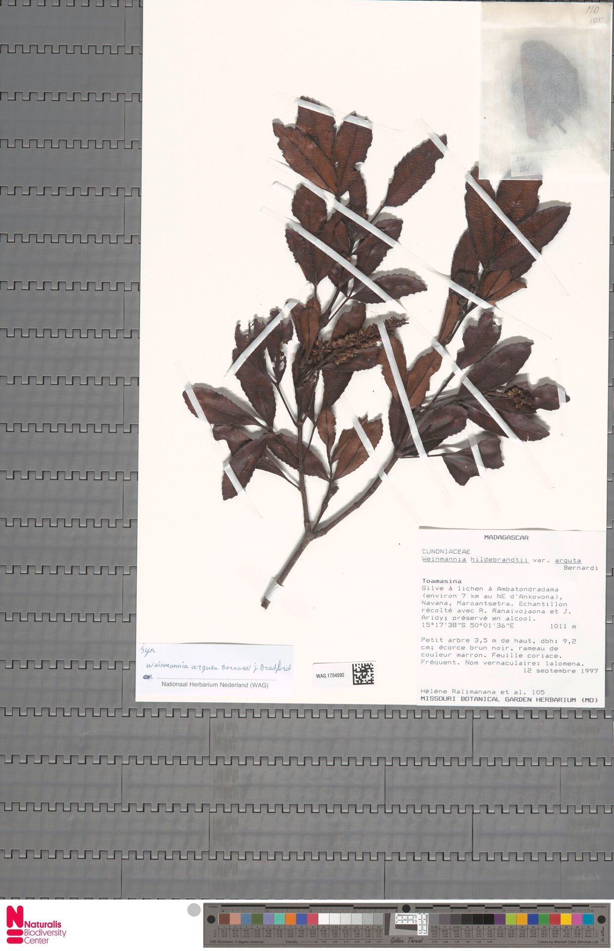 Pterophylla arguta — related species from the same genus