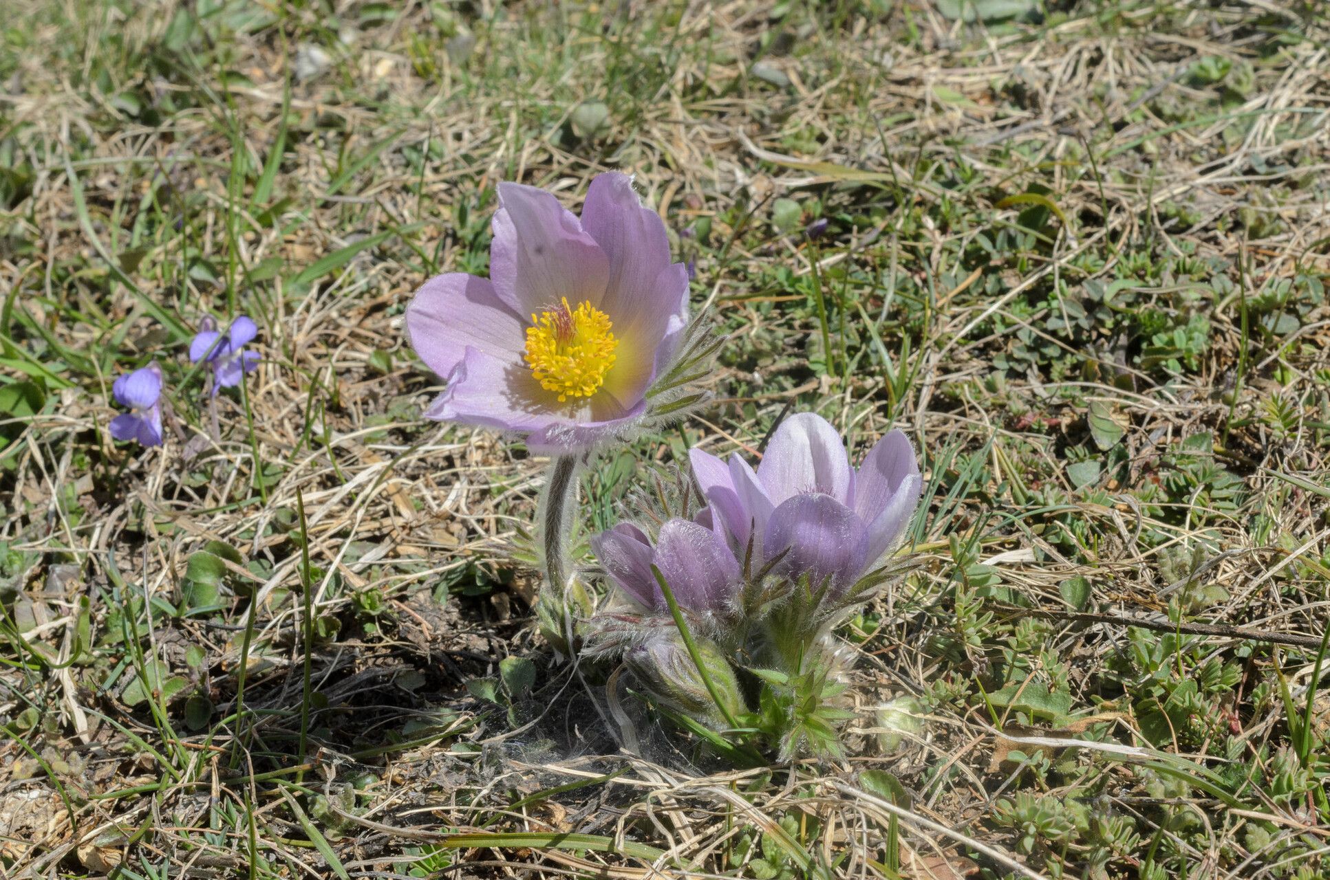 Pulsatilla × bolzanensis — search result for 'Pulsatilla'