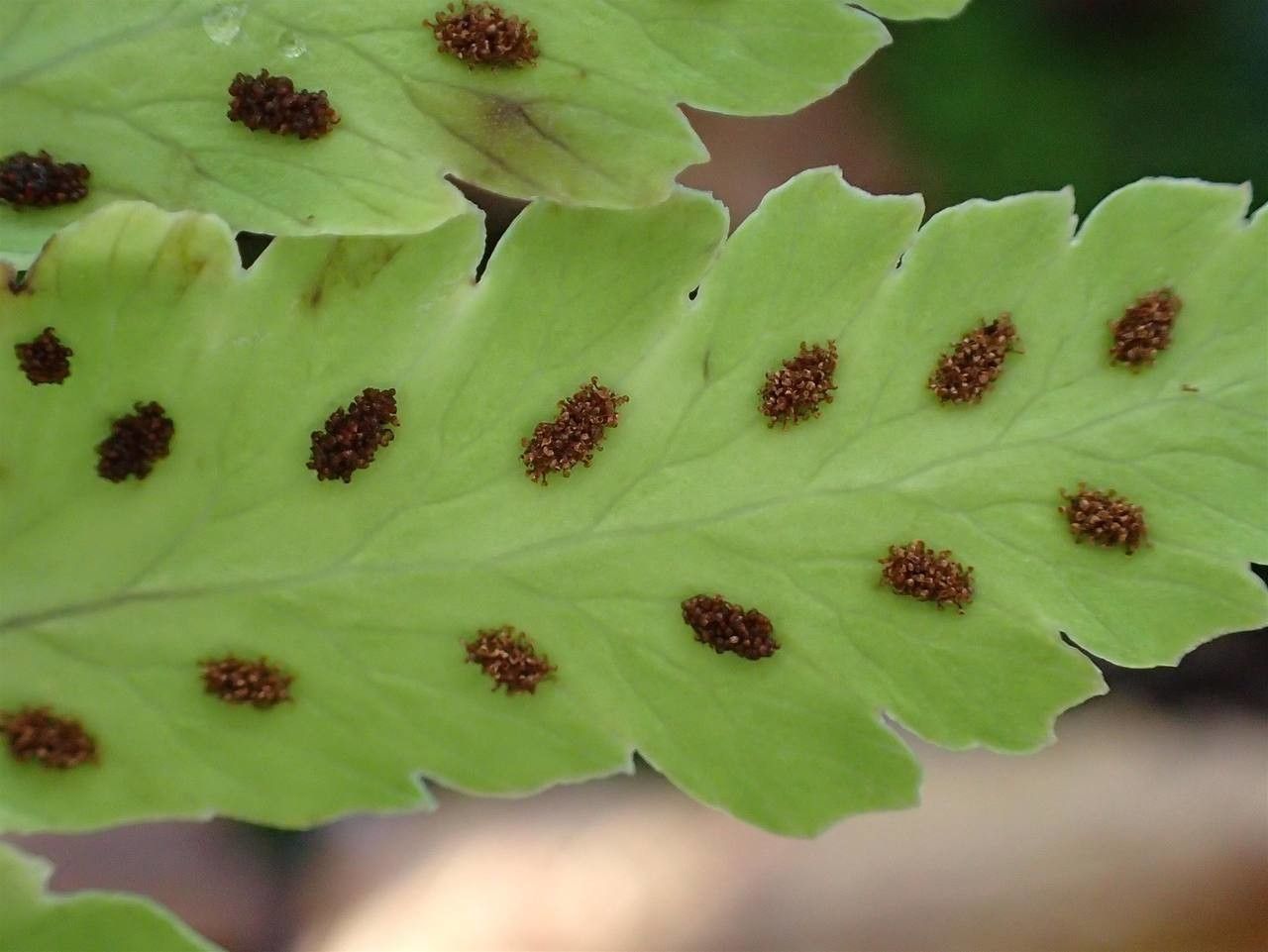 Gymnocarpium oyamense leaf