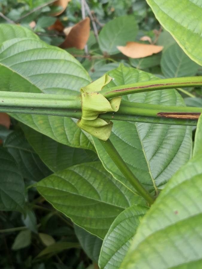 Uncaria macrophylla bark