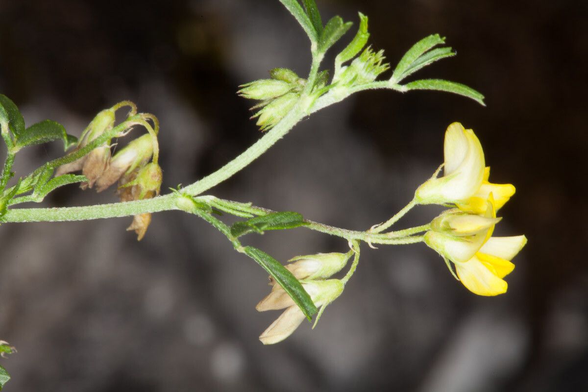Medicago prostrata flower