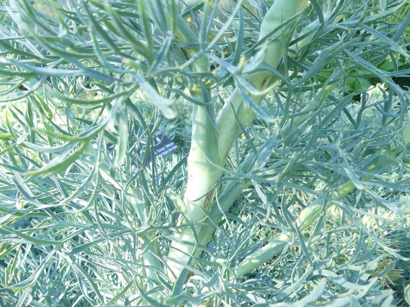 Seseli gummiferum bark