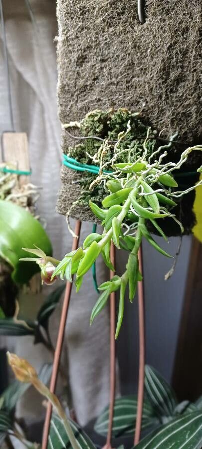 Epidendrum porpax habit