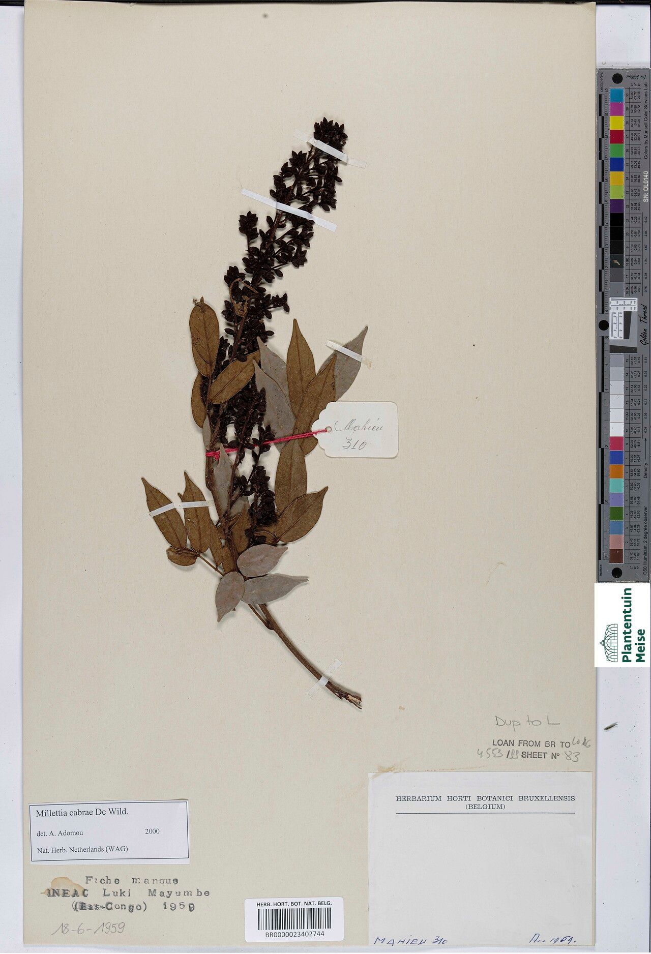 Millettia cabrae — houseplant care guide