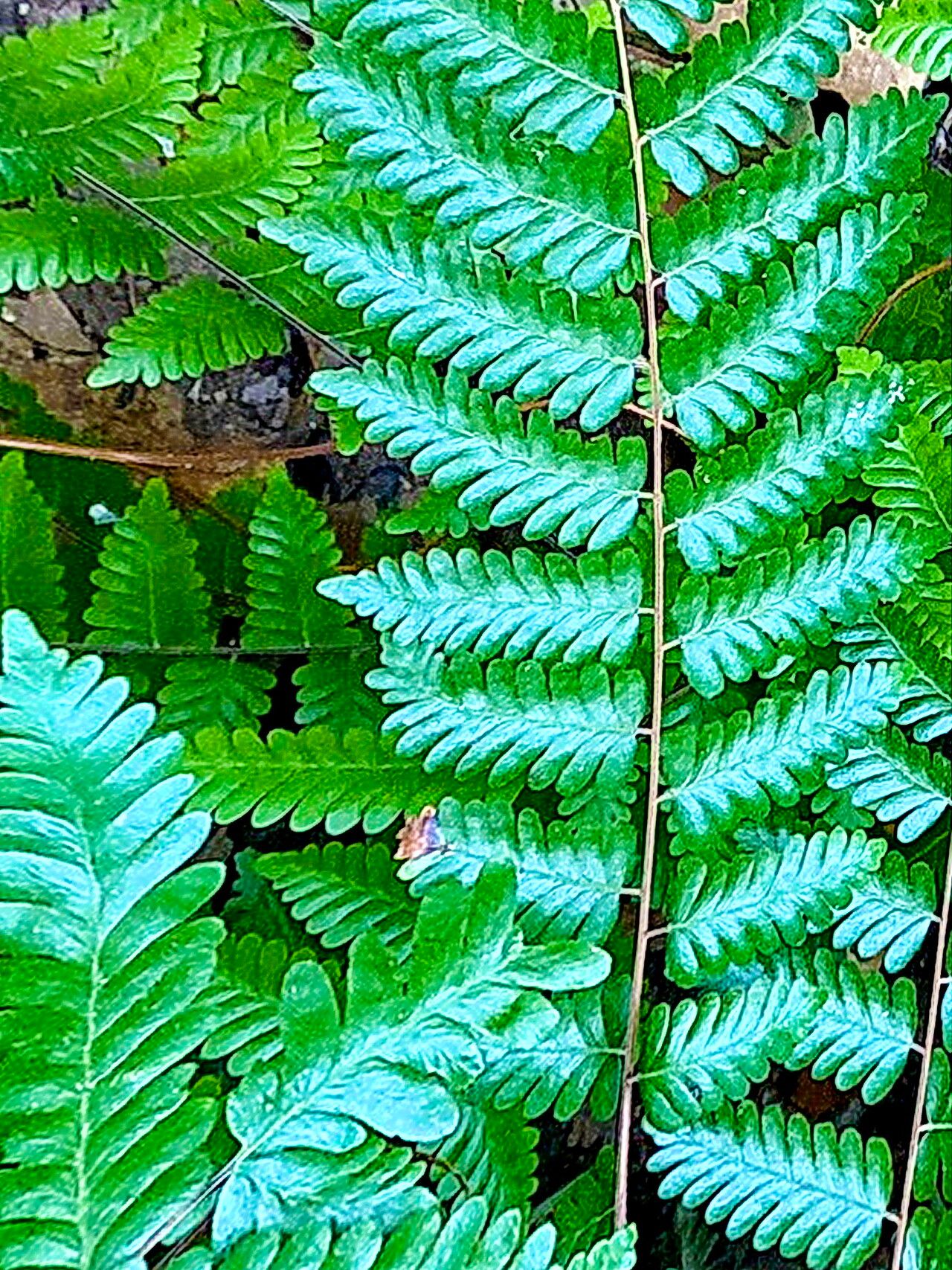 Lygodium polystachyum — houseplant care guide