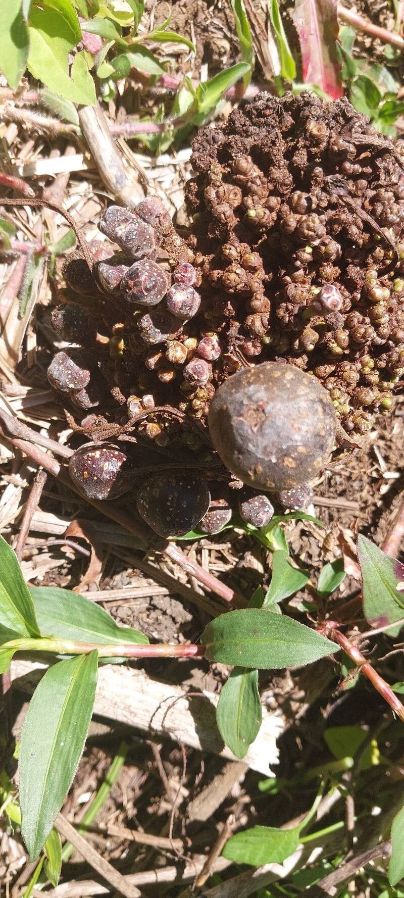 Ficus botryoides fruit