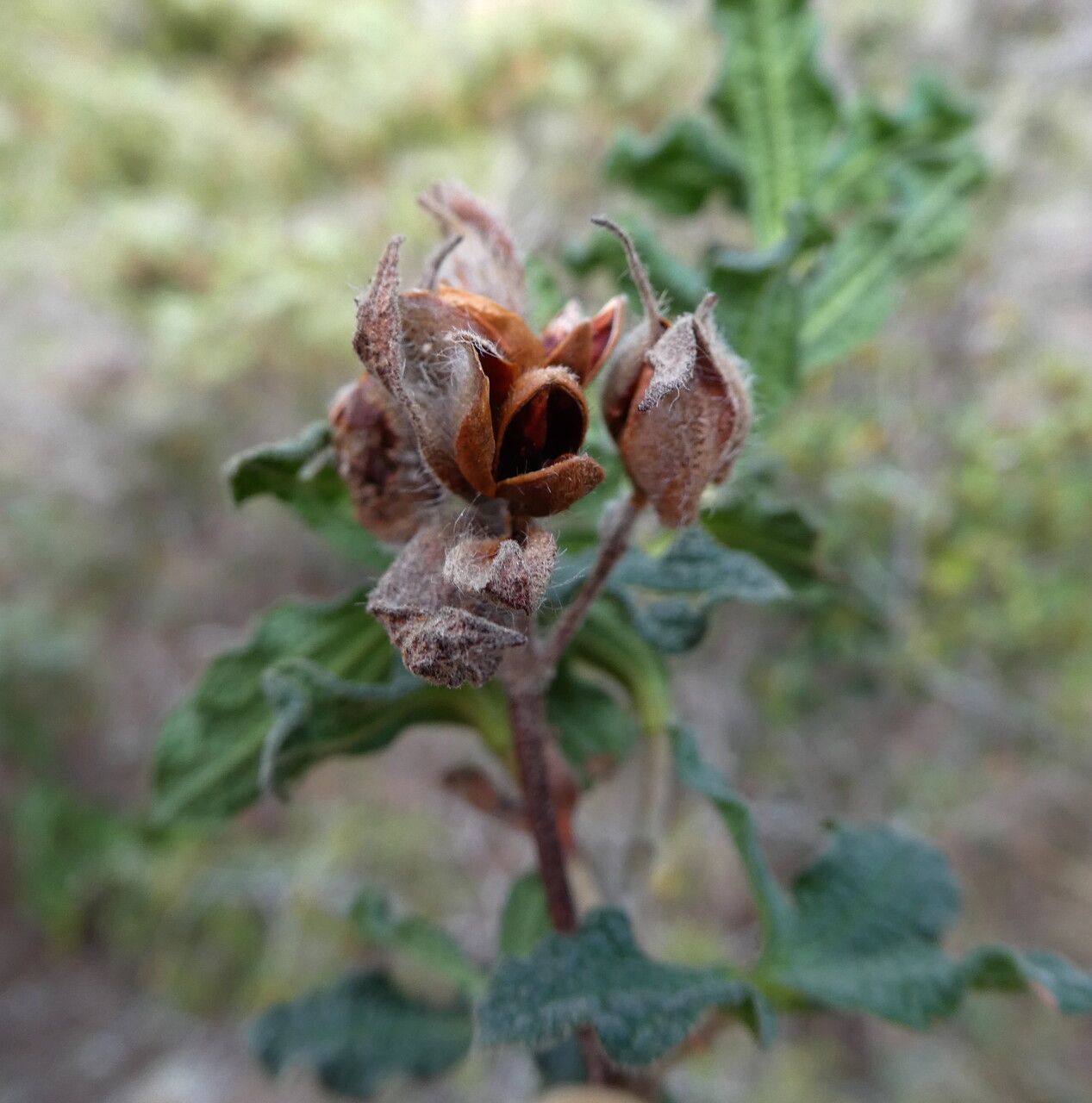 Cistus crispus fruit