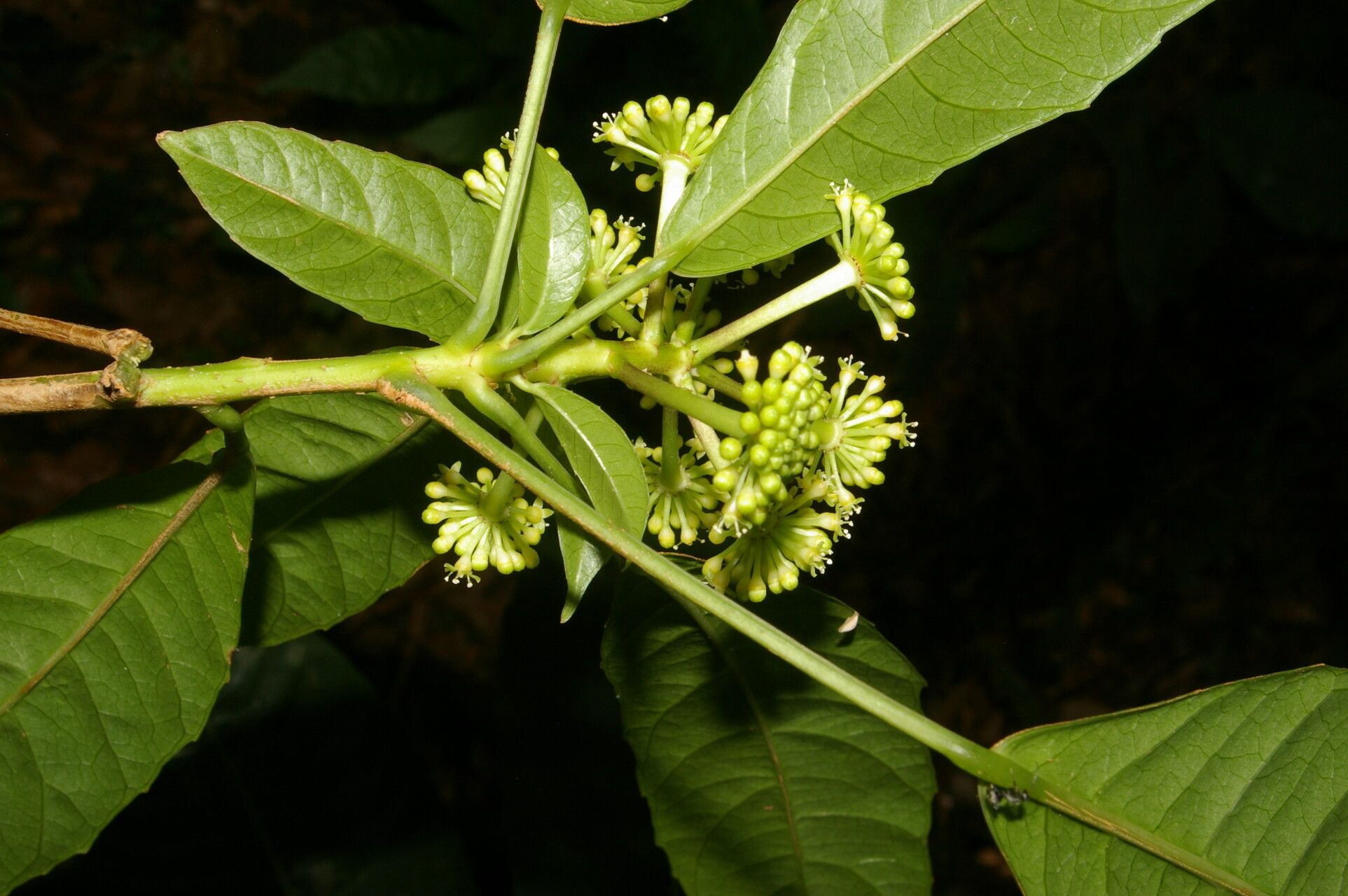 Dendropanax stenodontus flower